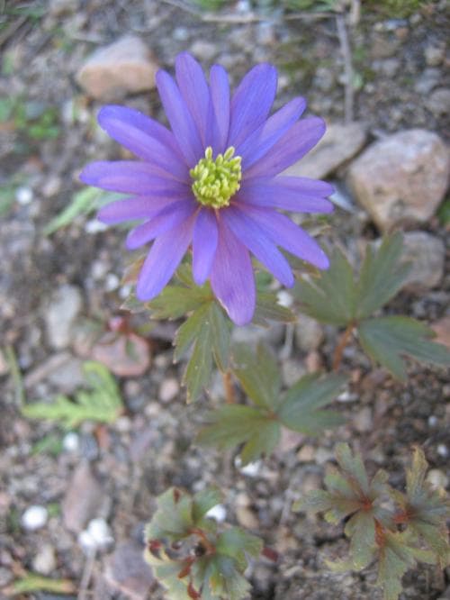 balkansippa Anemone blanda