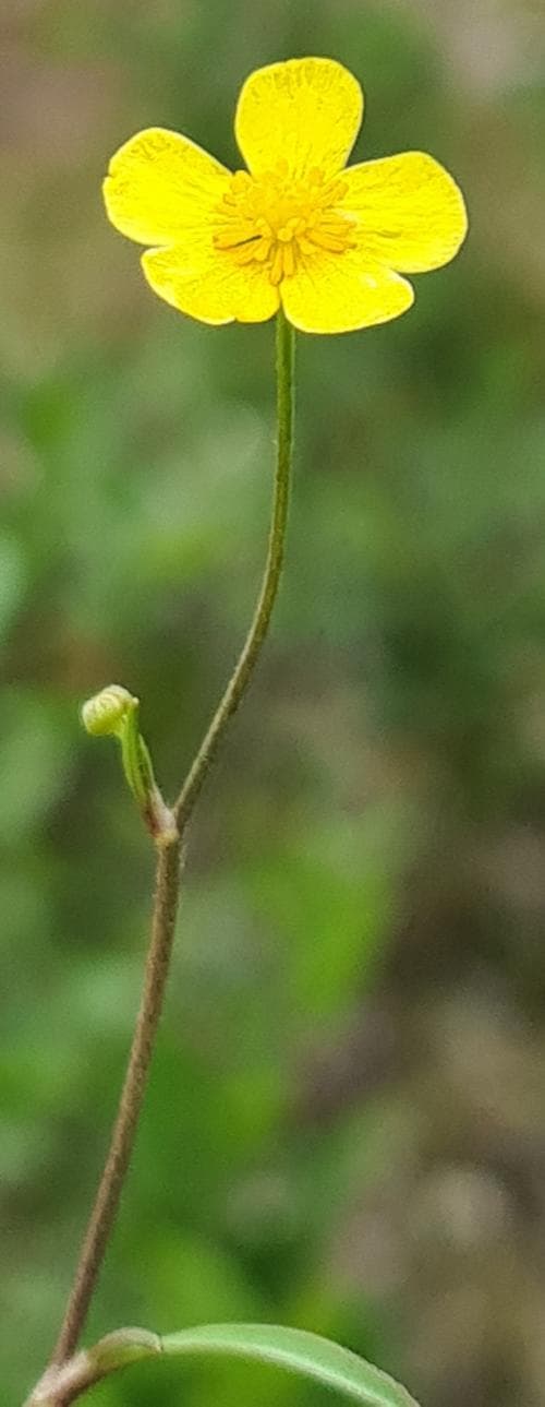 ältranunkel Ranunculus flammula