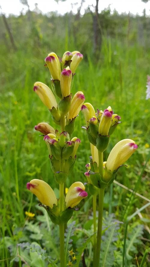 kung Karls spira Pedicularis sceptrum-carolinum