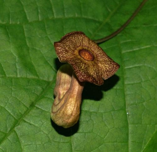 pipranka Aristolochia macrophylla