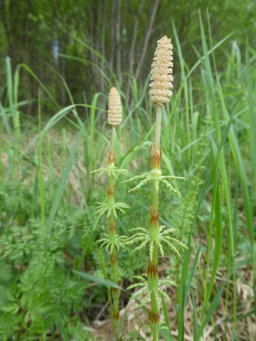 skogsfräken Equisetum sylvaticum