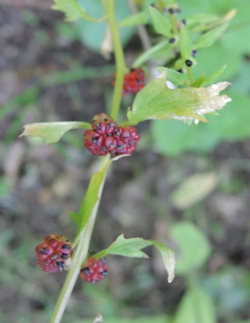 smultronmålla Blitum capitatum