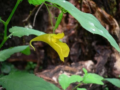 springkorn Impatiens noli-tangere