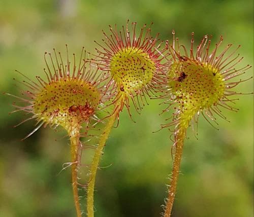 rundsileshår Drosera rotundifolia