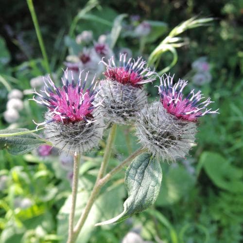 ullkardborre Arctium tomentosum
