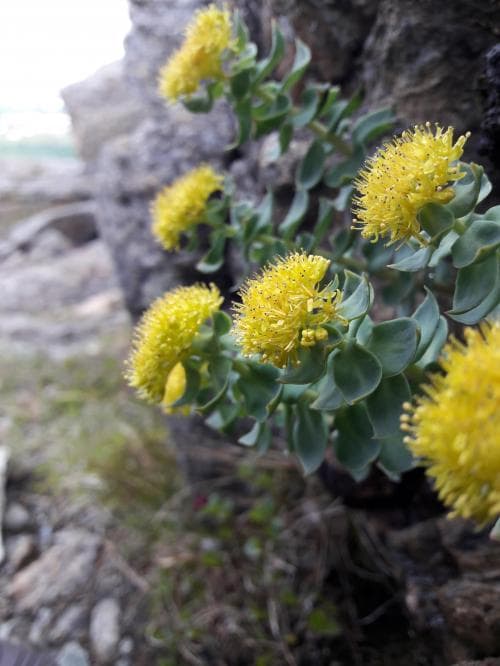 rosenrot Rhodiola rosea