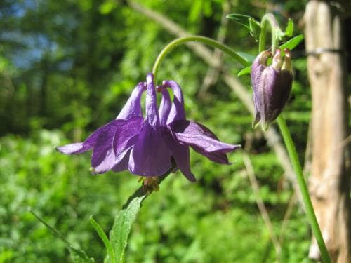 akleja Aquilegia vulgaris