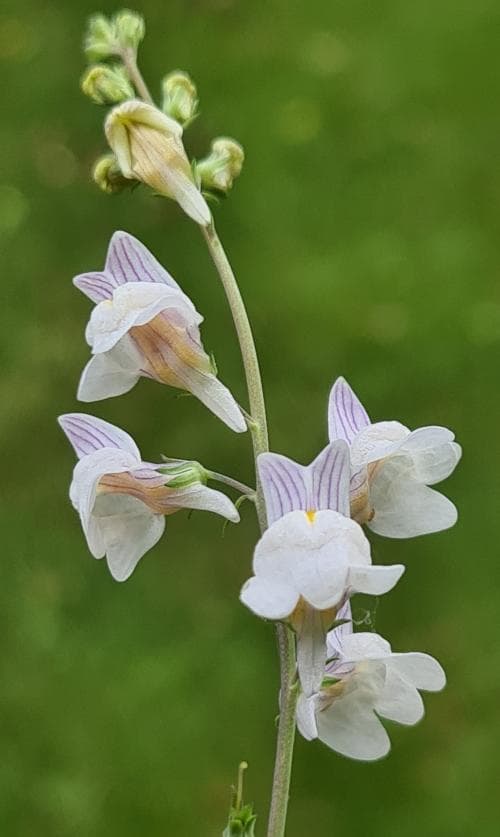 strimsporre Linaria repens
