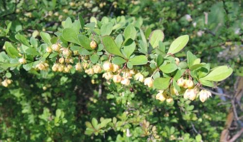 häckberberis Berberis thunbergii
