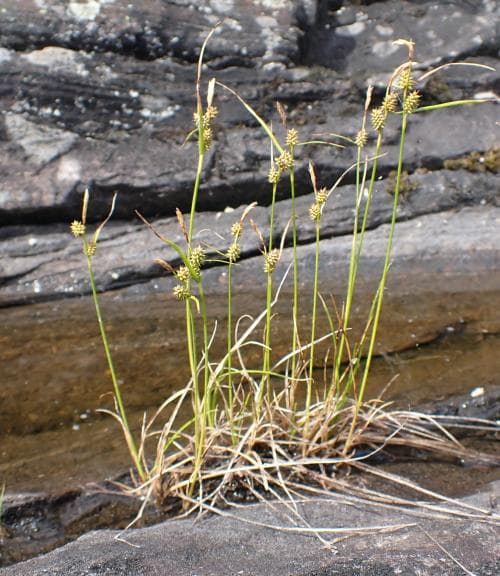 vanlig ärtstarr Carex oederi var. oederi