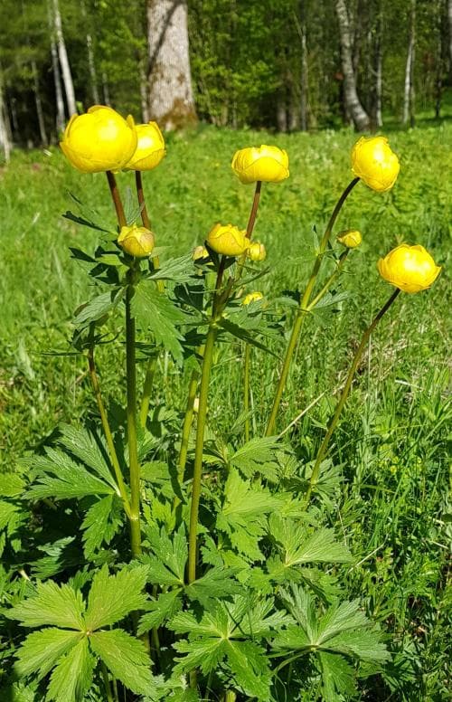 smörbollar Trollius europaeus