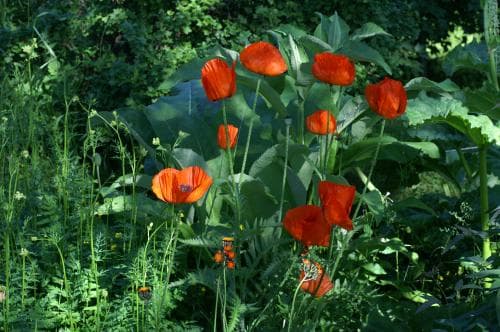 jättevallmo Papaver lasiothrix