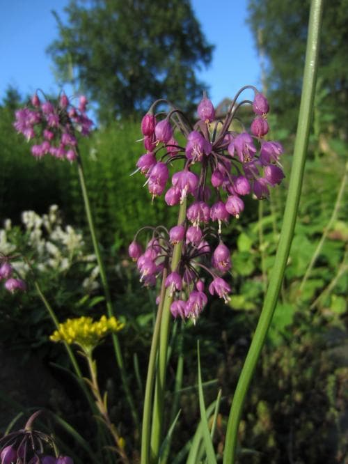 prärielök Allium cernuum