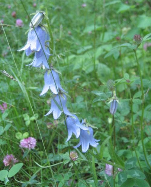 skäggklocka Campanula barbata