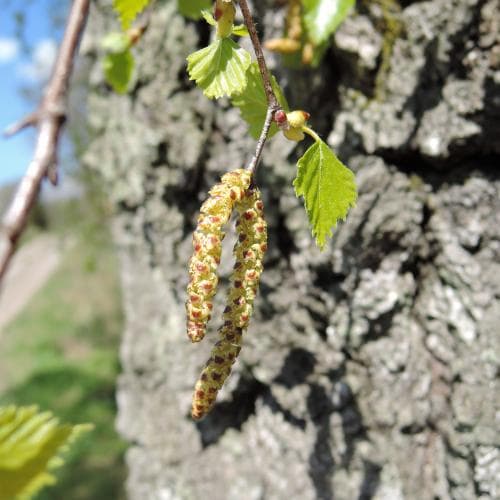 vanlig vårtbjörk Betula pendula var. pendula