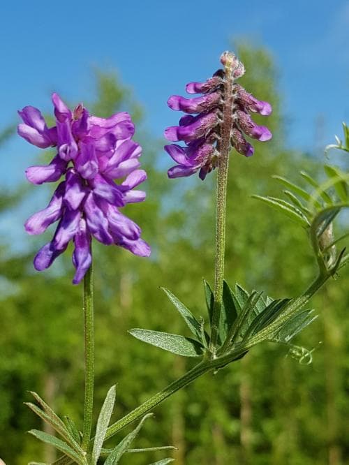 kråkvicker Vicia cracca