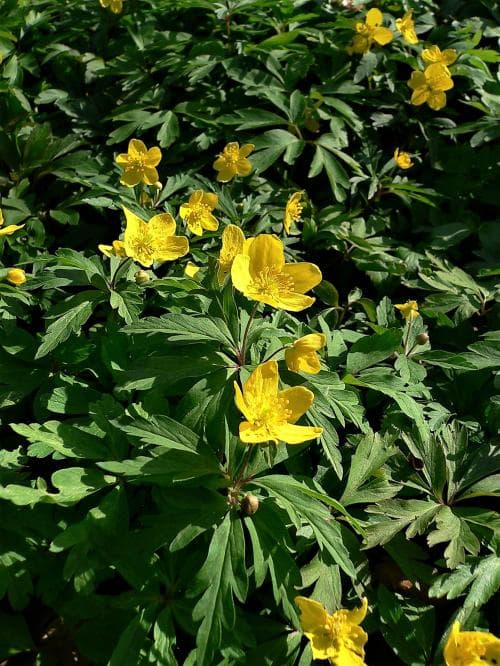 gulsippa Anemone ranunculoides