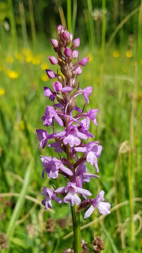 vanlig brudsporre Gymnadenia conopsea subsp. conopsea