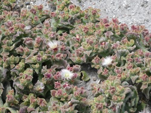 isört Mesembryanthemum crystallinum