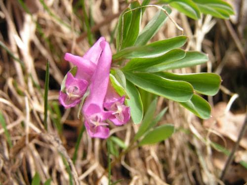smånunneört Corydalis intermedia