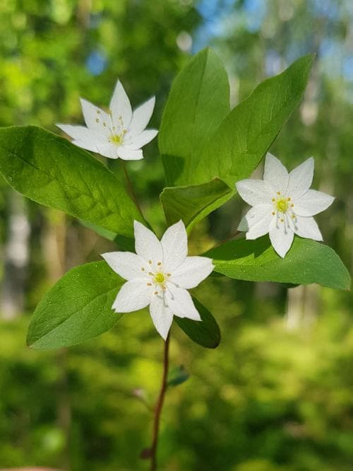 skogsstjärna Lysimachia europaea