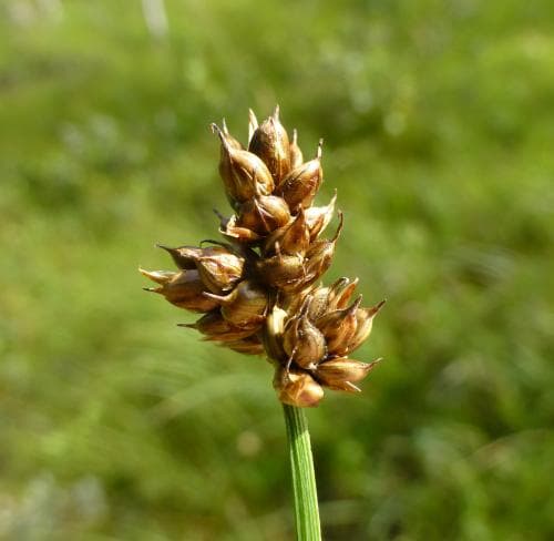 strängstarr Carex chordorrhiza