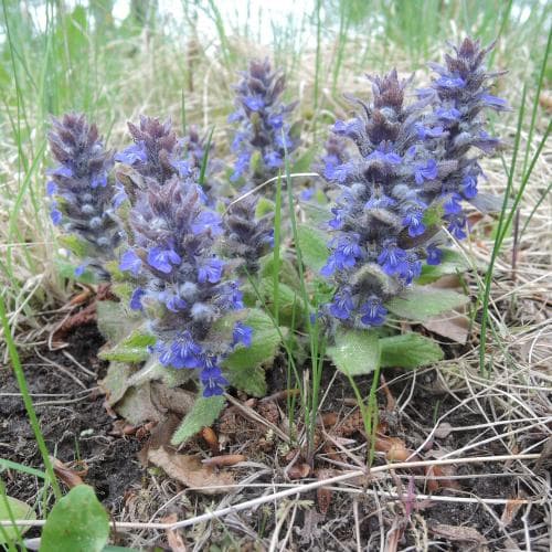 kritsuga Ajuga genevensis