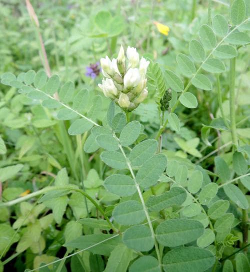 kikvedel Astragalus cicer