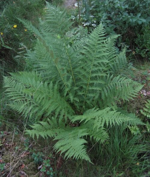majbräken Athyrium filix-femina