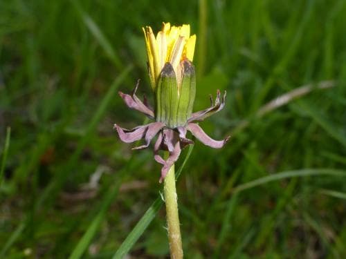 cyanmaskros Taraxacum cyanolepis