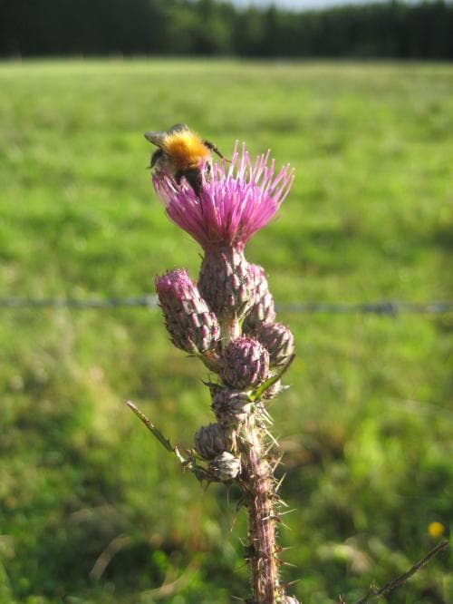 kärrtistel Cirsium palustre