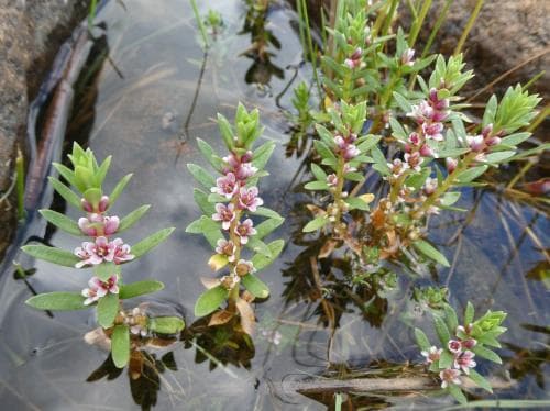 strandkrypa Lysimachia maritima