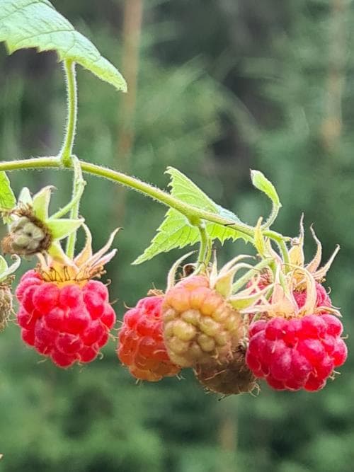 hallon Rubus idaeus