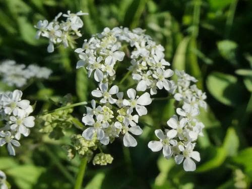hundkäx Anthriscus sylvestris