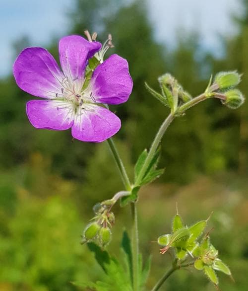 midsommarblomster Geranium sylvaticum