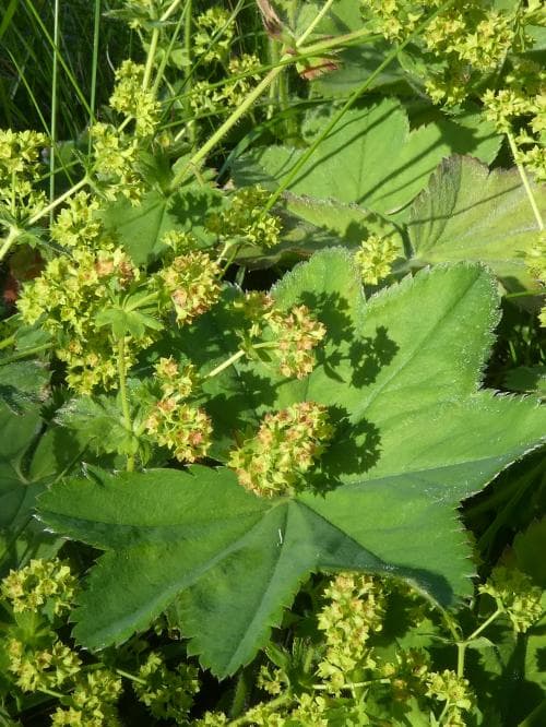 jättedaggkåpa Alchemilla mollis