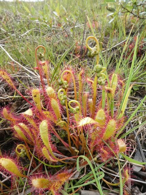 storsileshår Drosera anglica