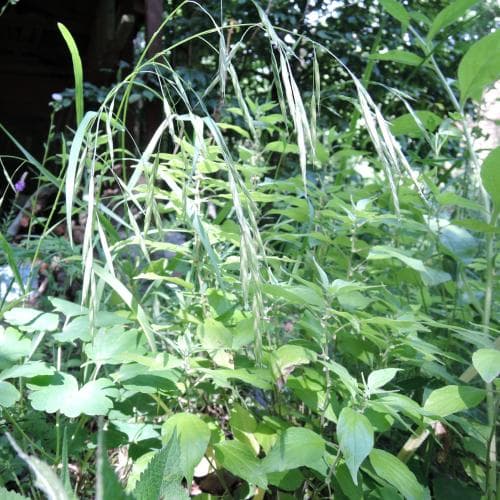 sloklosta Ceratochloa sitchensis