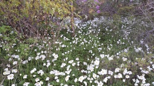tovsippa Anemone sylvestris