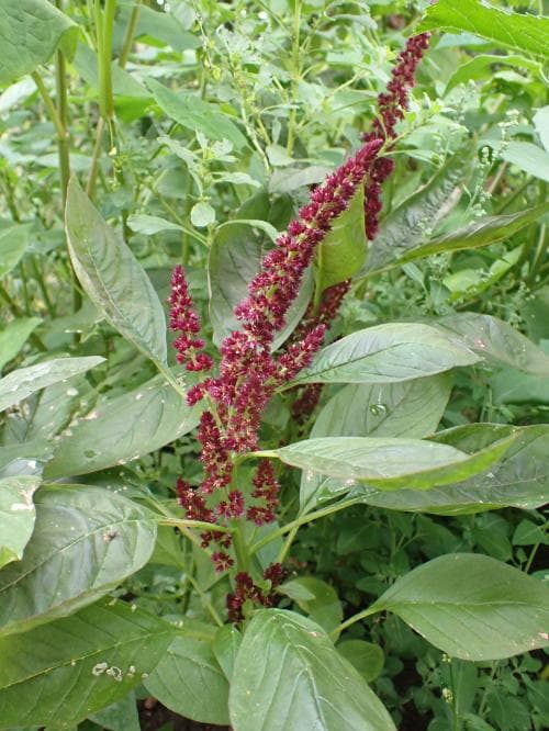 toppamarant Amaranthus hybridus subsp. hypochondriacus