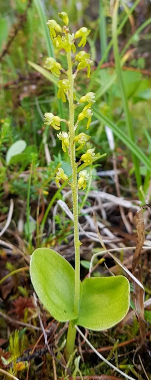 tvåblad Neottia ovata