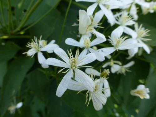 styvklematis Clematis recta