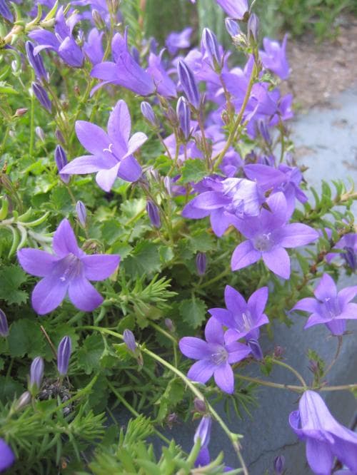 murklocka Campanula portenschlagiana