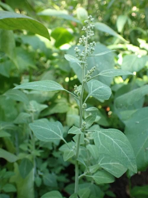 stinkmålla Chenopodium vulvaria