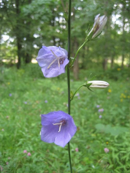 vanlig stor blåklocka Campanula persicifolia var. persicifolia