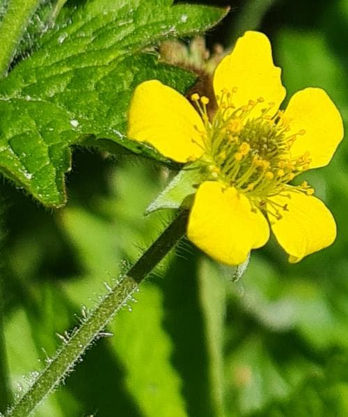 nejlikrot Geum urbanum
