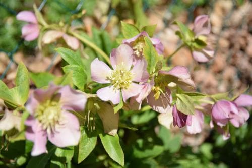 julros Helleborus niger