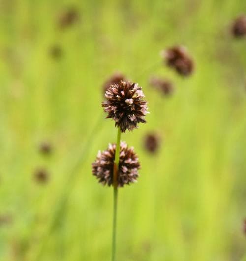 svärdtåg Juncus ensifolius