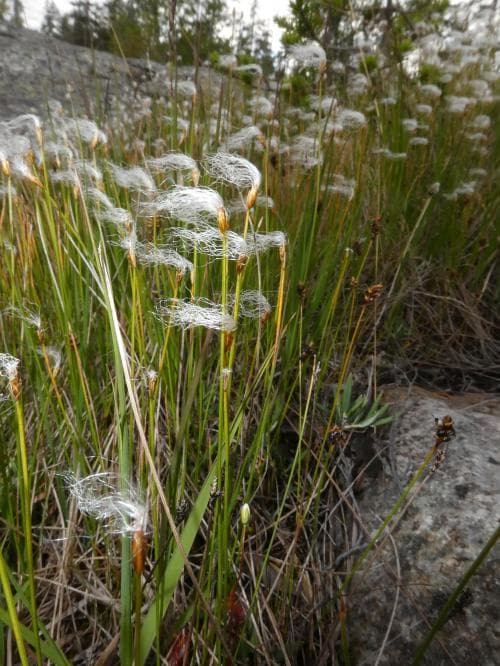 snip Trichophorum alpinum