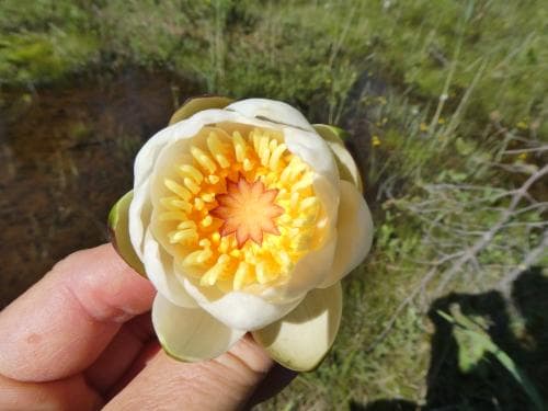 nordnäckros Nymphaea candida